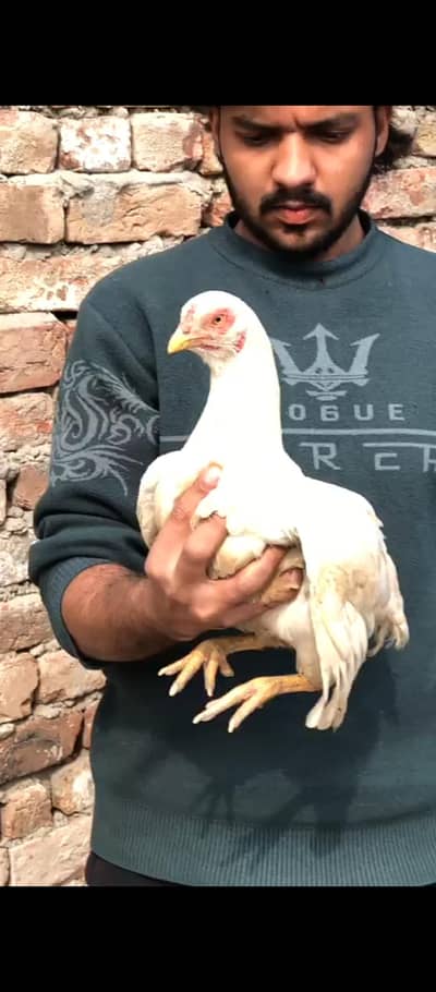 kurak and Quality hen's