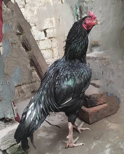Laakha mushka breeder male
