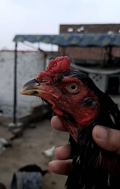 Aseel and Japanese Pakoye Eggs available