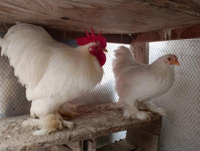 Beautiful Pure White small Bantam pair available for sale