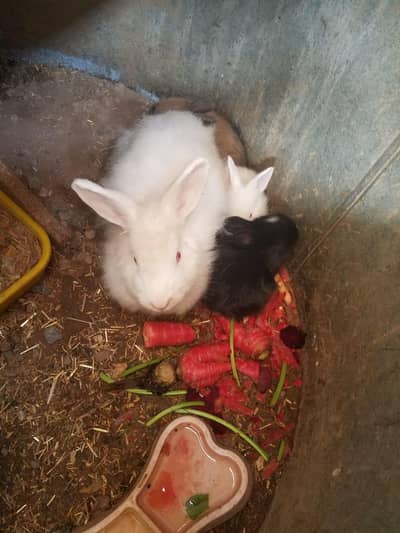 ANGORA RABBIT BUNNIES