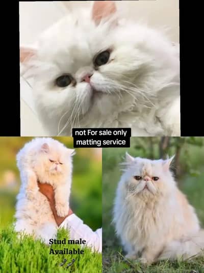 Stud service Available piki Face And Xtreme punch face Male