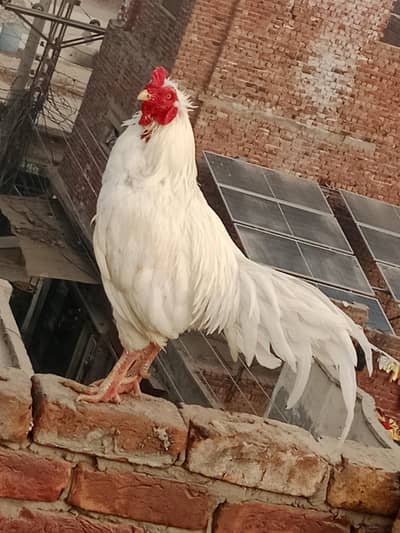 aseel murga for sale