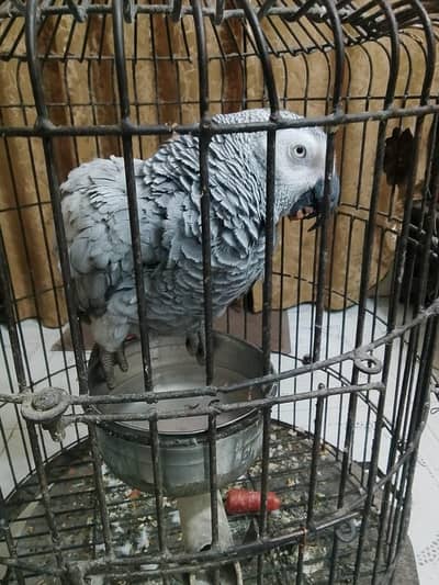 African Grey Parrot