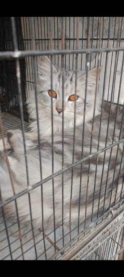 Grey Ashed Triple Coated Cat