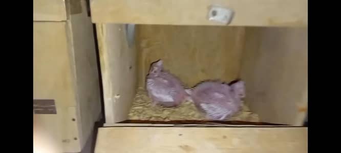 cocktail baby for hand taam