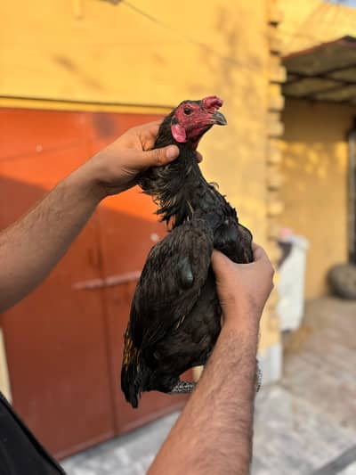 thai dragon male patha