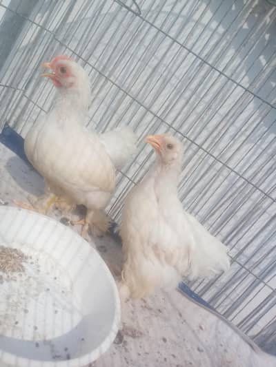 chiap price 38oo shoqqeen hzarat rabta kren bantam 2 chickes