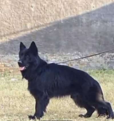 Long coat male available for stud  0340//1655802