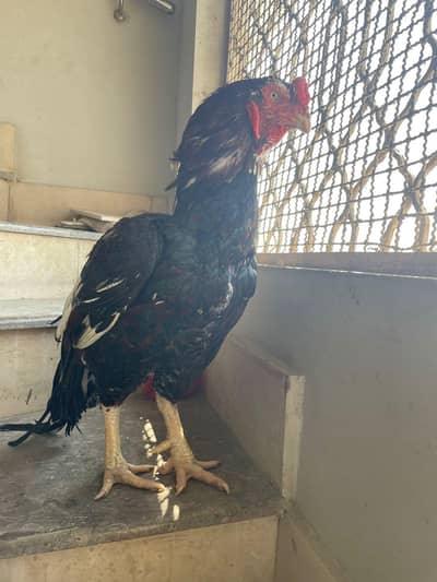 ASEEL LASSANI MIANWALI MURGA