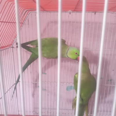 رنگ نیٹ کا بالکل بریڈر جوڑا فور سیل اور پورا سیٹ اپ بجز پور سیل