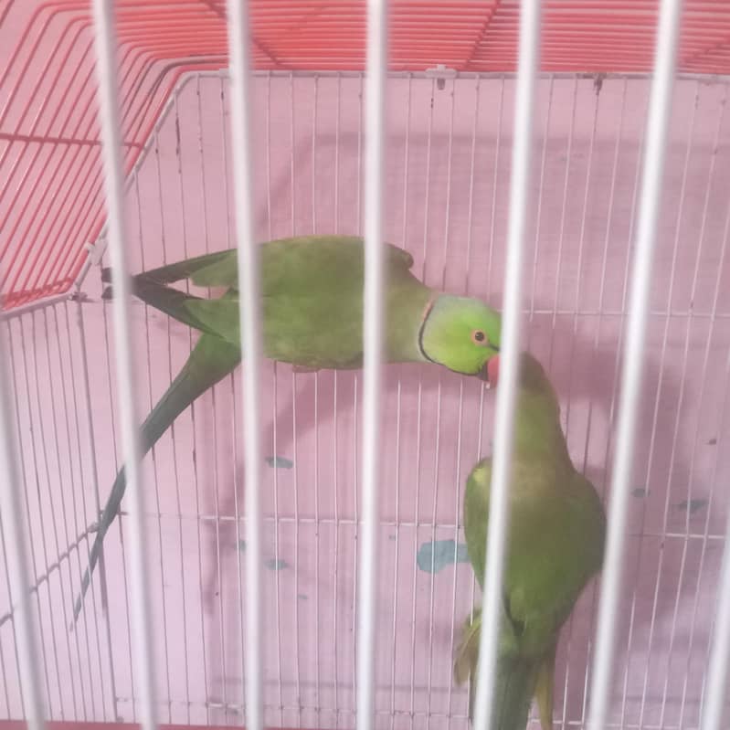 رنگ نیٹ کا بالکل بریڈر جوڑا فور سیل اور پورا سیٹ اپ بجز پور سیل 0