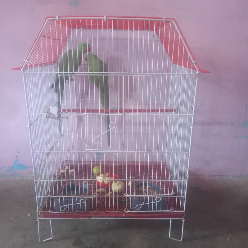 رنگ نیٹ کا بالکل بریڈر جوڑا فور سیل اور پورا سیٹ اپ بجز پور سیل 4