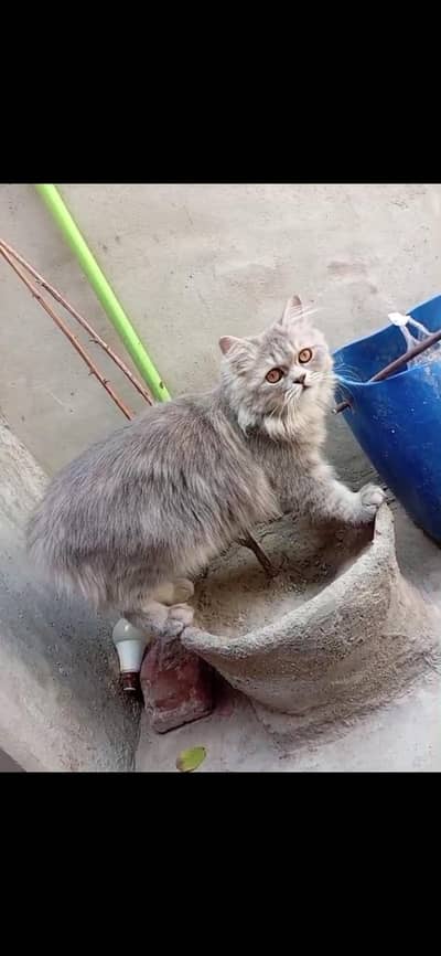 Pure parisan pair vaccinated for sale