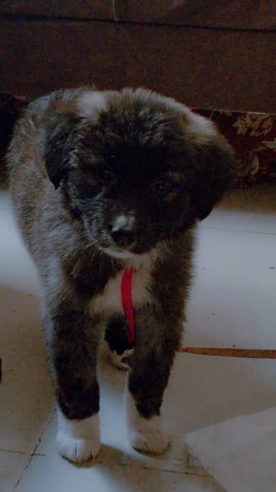 female for sale karachi