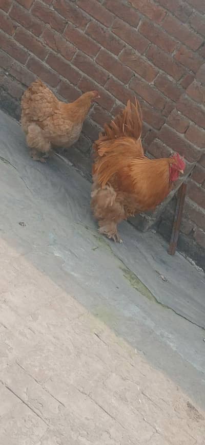 Golden Buff eggs Fresh and Fertile eggs location badami bagh price 200