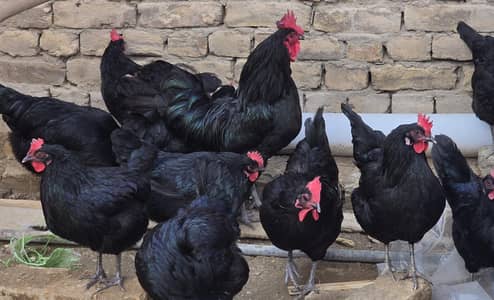 Australorp Fertile Eggs