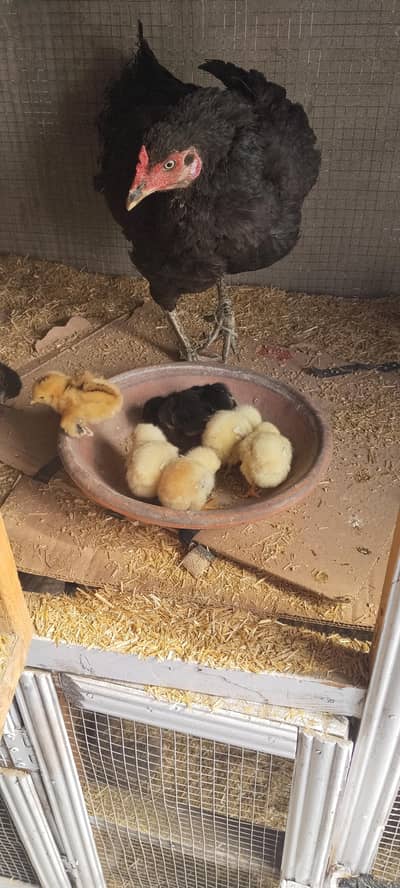 mia wali lakha breed chicks