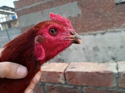 Thai aseel/ japanese shamo/ . . . read full add