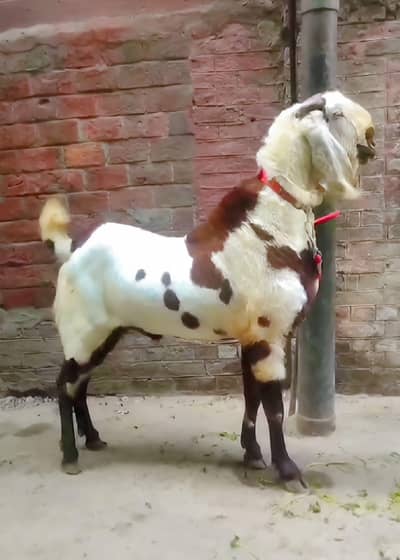 rajanpuri ablak Bakra