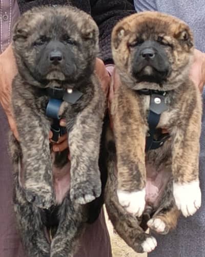Kangal | kurdish kangal | Turkish kangal | kangal puppies | dog