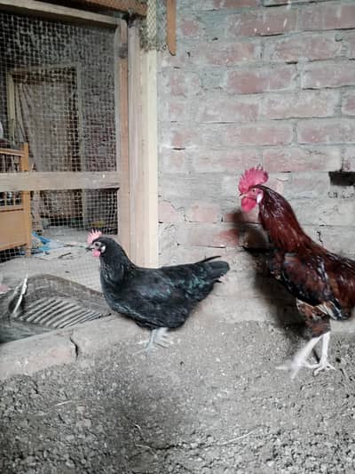 Desi murgiyn 7. hn 1murga ha 1asel murgi hn  sb k sb Andy dyti hn