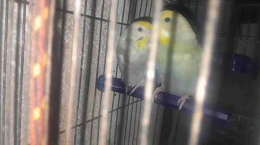 Rainbow Ready To Breed Pair