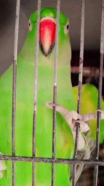 Sindhi talking parrot for sale: 0313 8150069