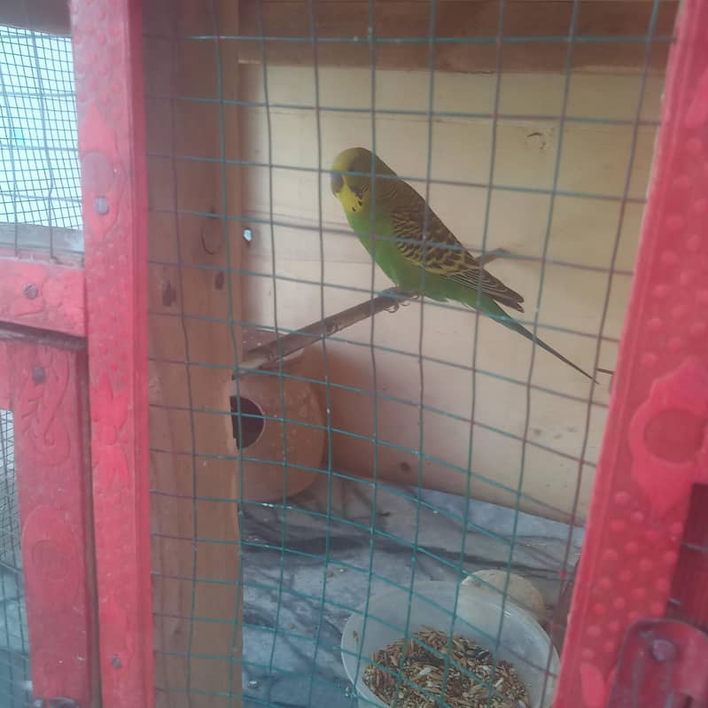 رنگ نیٹ کا بالکل بریڈر جوڑا فور سیل اور پورا سیٹ اپ بجز پور سیل 7