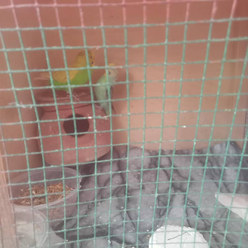 رنگ نیٹ کا بالکل بریڈر جوڑا فور سیل اور پورا سیٹ اپ بجز پور سیل 8