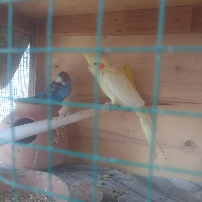 رنگ نیٹ کا بالکل بریڈر جوڑا فور سیل اور پورا سیٹ اپ بجز پور سیل 9