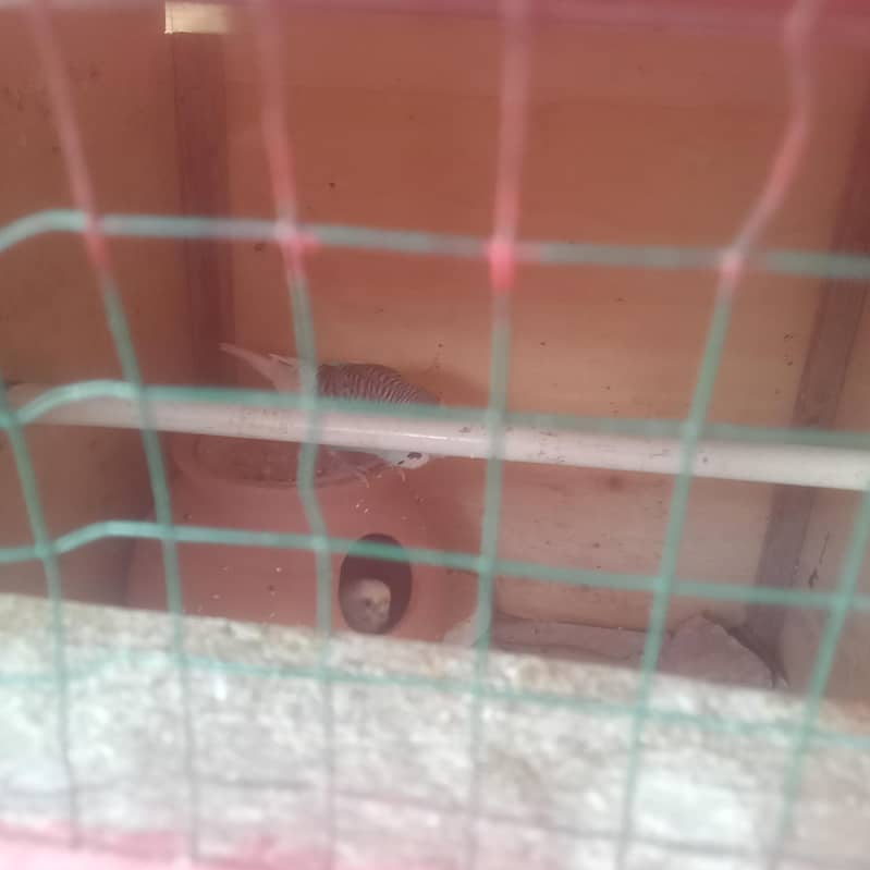 رنگ نیٹ کا بالکل بریڈر جوڑا فور سیل اور پورا سیٹ اپ بجز پور سیل 13