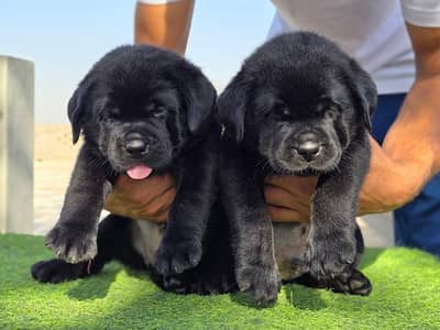 Labrador Puppy's
