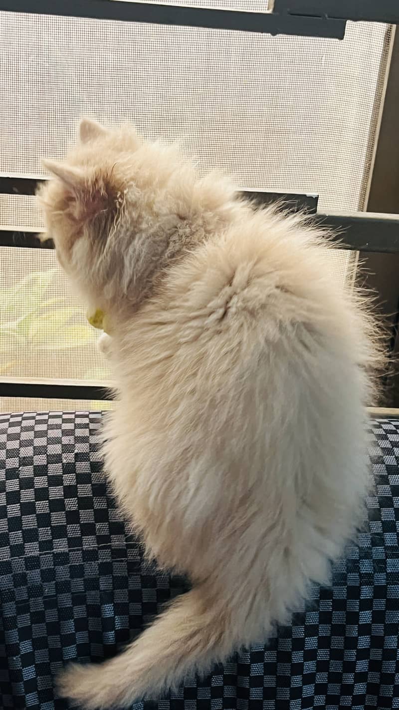 Persian cat 3