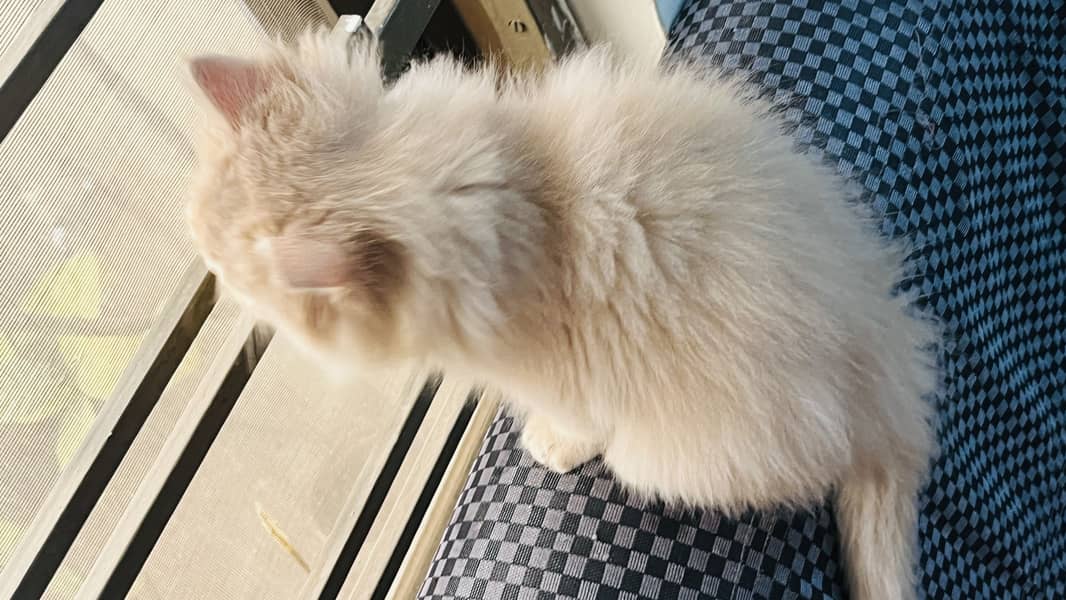 Persian cat 4