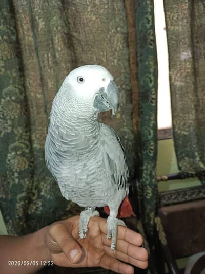 African grey parrot tame