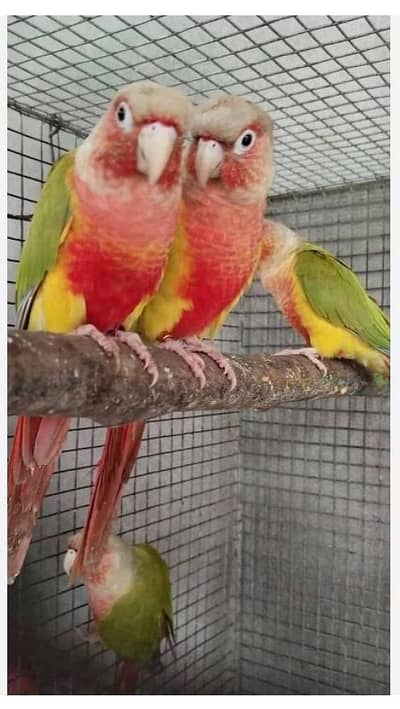 pine apple cnure red factor pair with 1 chick