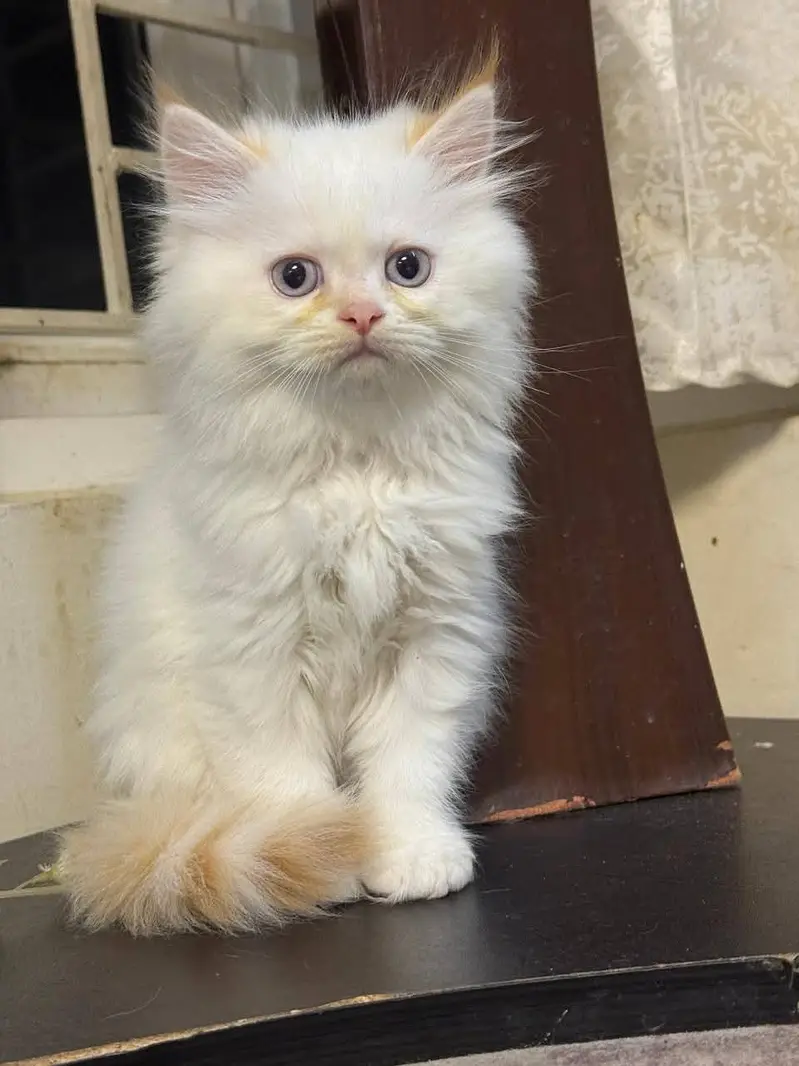 Persian kittens|triple Coated|Punch Face kittens |cute |white Cats — photo 2