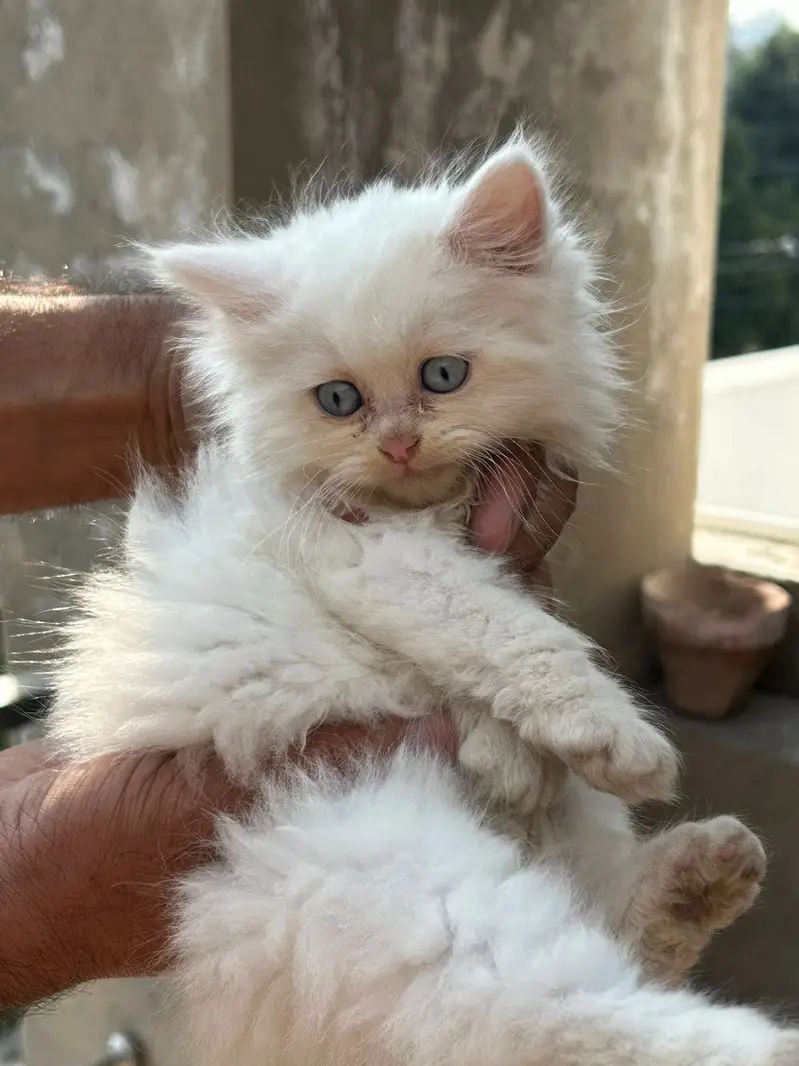 Persian kittens|triple Coated|Punch Face kittens |cute |white Cats — photo 4