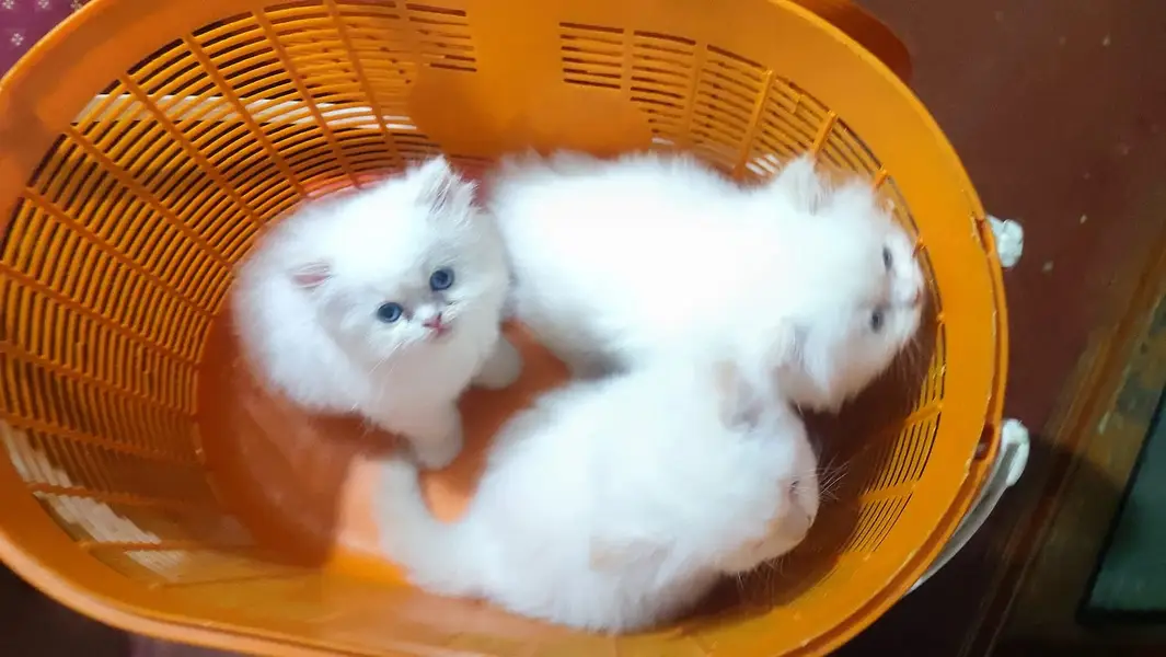 Persian kittens|triple Coated|Punch Face kittens |cute |white Cats — photo 5