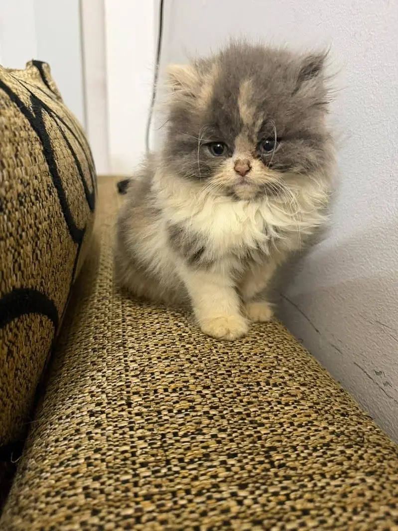 Persian kittens|triple Coated|Punch Face kittens |cute |white Cats — photo 6