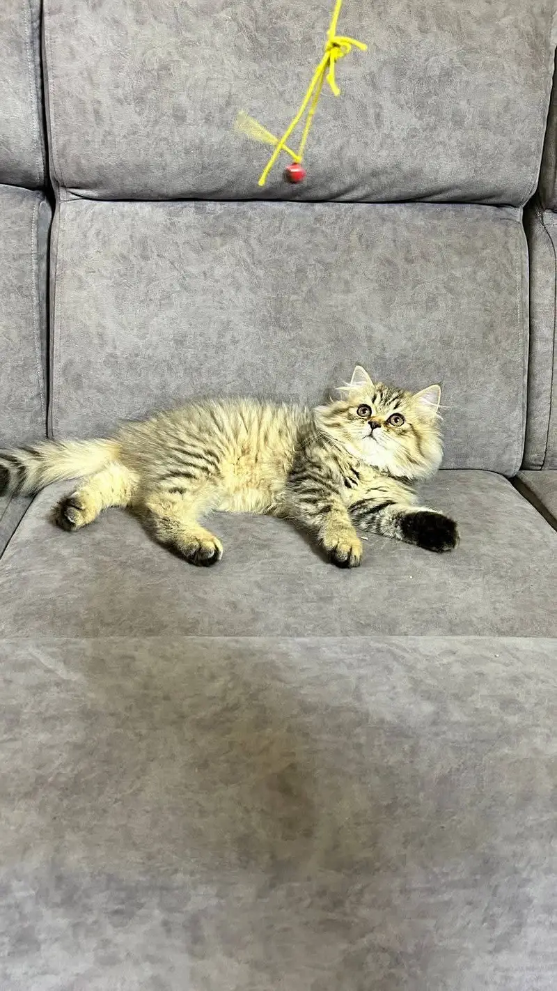 Persian kittens|triple Coated|Punch Face kittens |cute |white Cats — photo 7