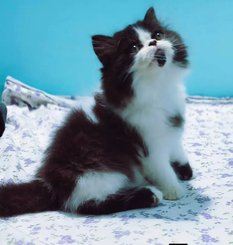 Persian kittens|triple Coated|Punch Face kittens |cute |white Cats — photo 8