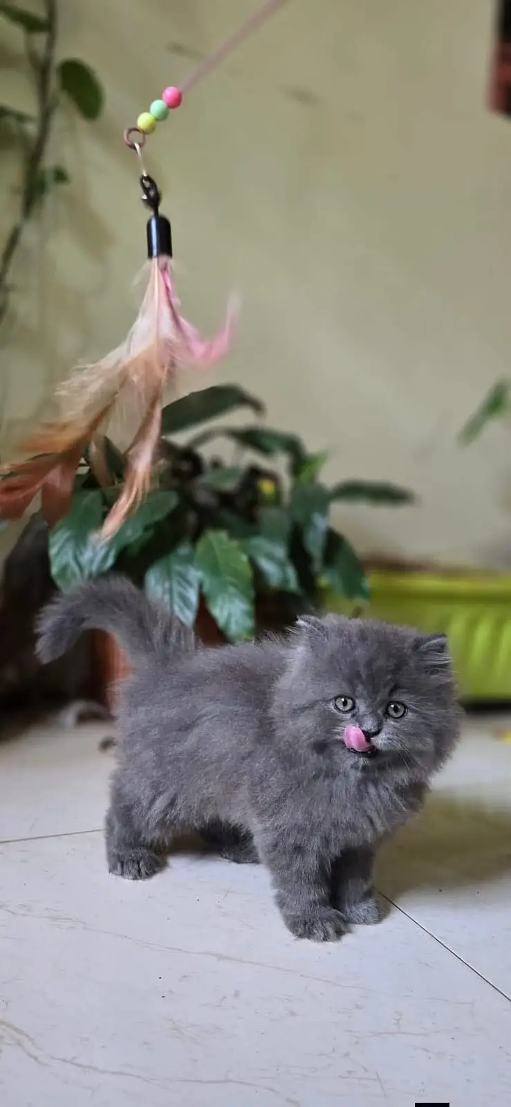 Persian kittens|triple Coated|Punch Face kittens |cute |white Cats — photo 9