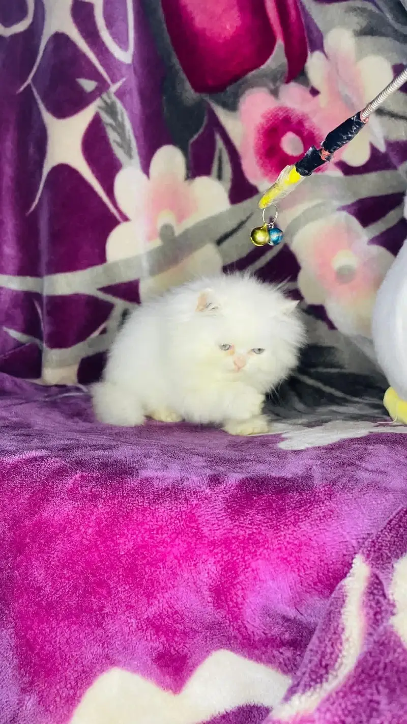 Persian kittens|triple Coated|Punch Face kittens |cute |white Cats — photo 10
