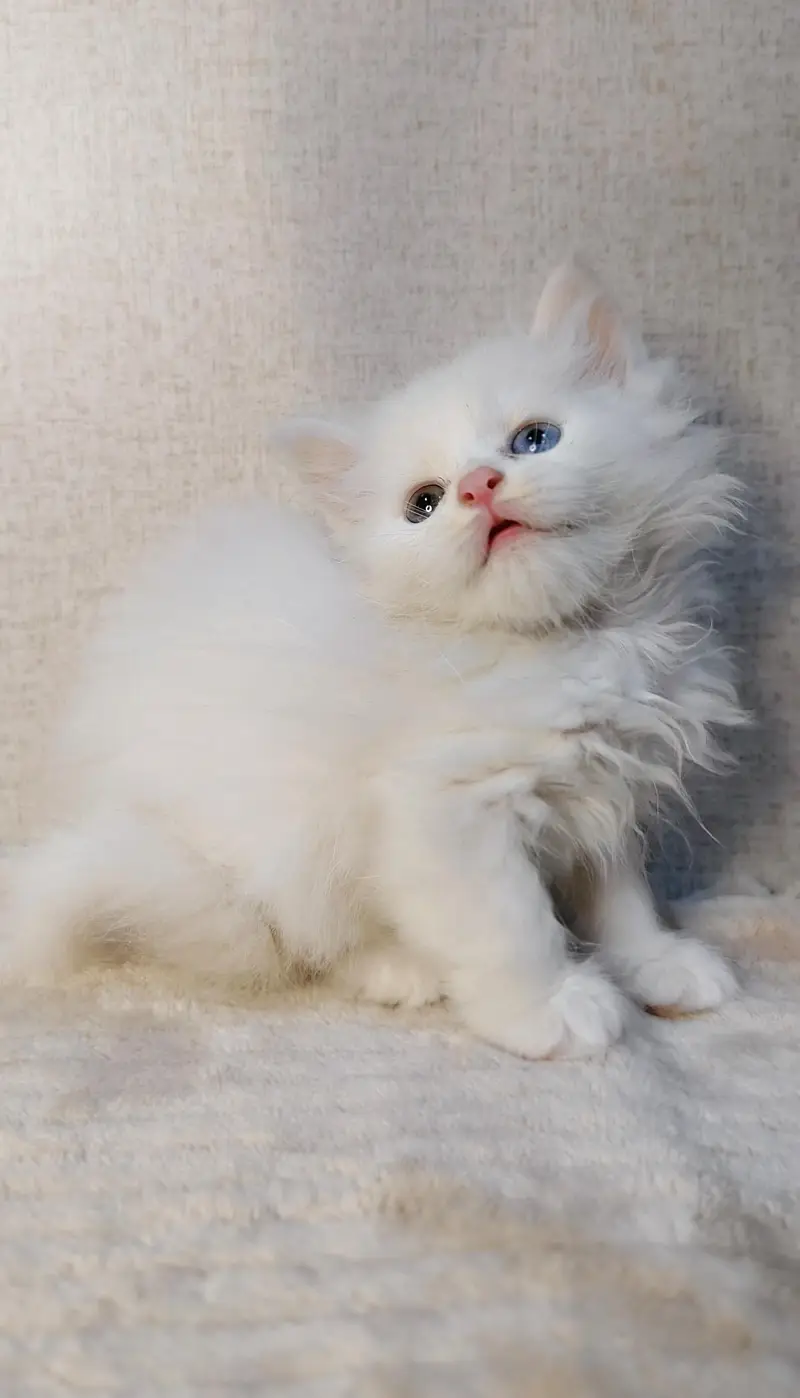Persian kittens|triple Coated|Punch Face kittens |cute |white Cats — photo 11
