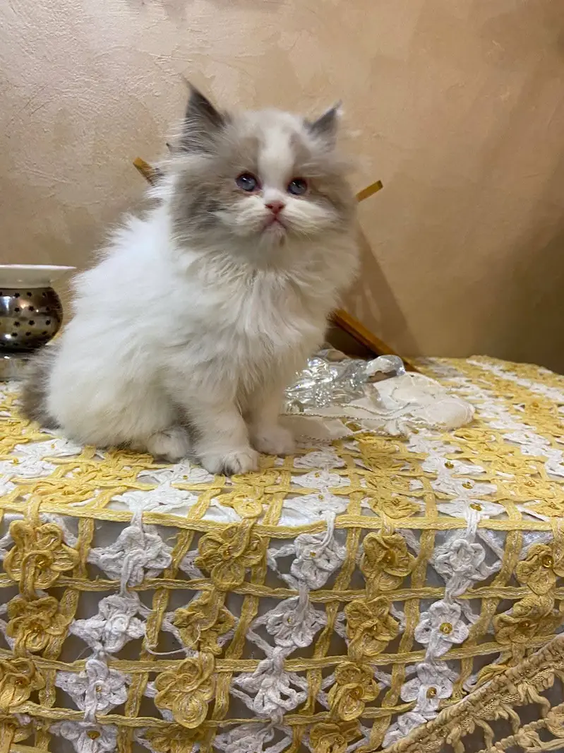 Persian kittens|triple Coated|Punch Face kittens |cute |white Cats — photo 12