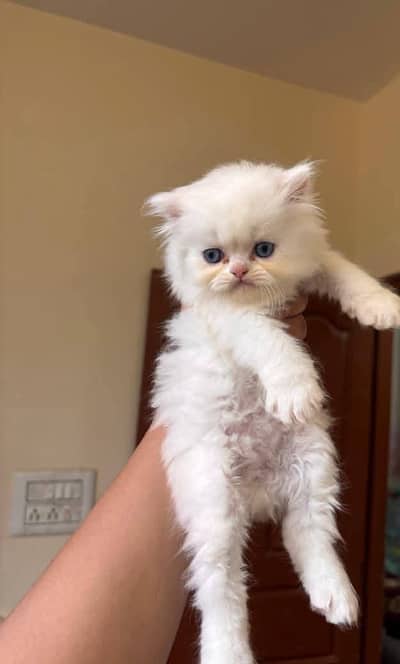 Persian kittens|triple Coated|Punch Face kittens |cute |white Cats