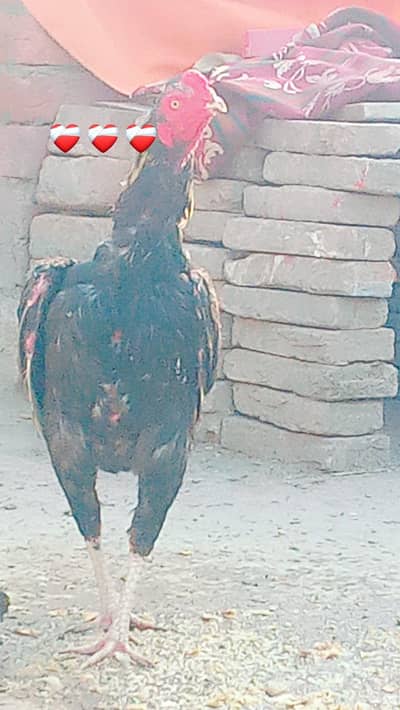 vait plus Thai lakha 10k mian wali male 5k burmi plus Thai Madi 10k