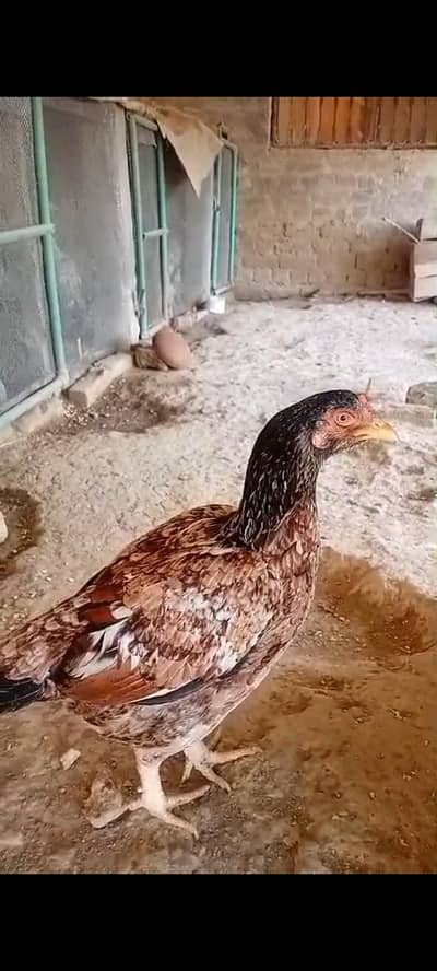 03701952451 ghar ke desi khurak pr pali ha